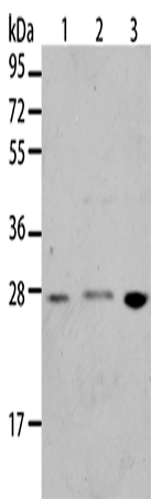 Anti-BNIP1 Rabbit Polyclonal Antibody