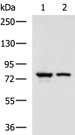 Anti-IL-17 Receptor D Rabbit Polyclonal Antibody