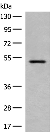 Anti-HTR3A Rabbit Polyclonal Antibody