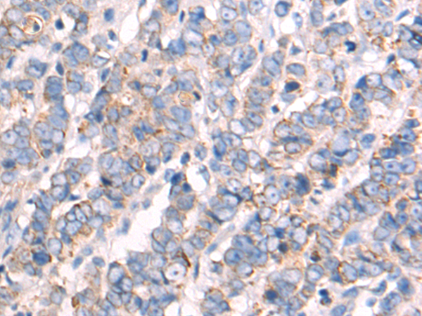 Anti-AIF Rabbit Polyclonal Antibody