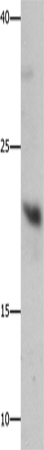 Anti-GFER Rabbit Polyclonal Antibody