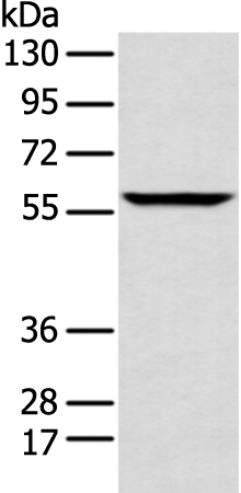Anti-ANGPTL3 Rabbit Polyclonal Antibody