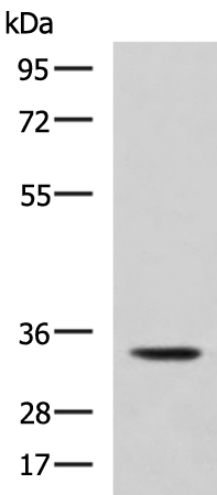 Anti-Annexin A13 Rabbit Polyclonal Antibody
