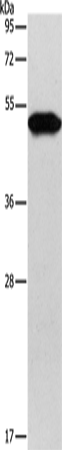 Anti-Keratin 81 Rabbit Polyclonal Antibody