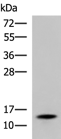 Anti-Prealbumin Rabbit Polyclonal Antibody