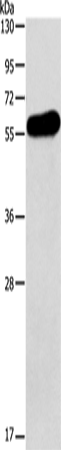 Anti-ApoH Rabbit Polyclonal Antibody