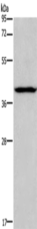 Anti-ARC Rabbit Polyclonal Antibody