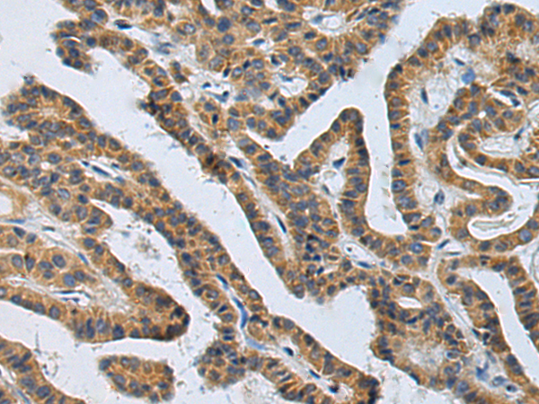 Anti-FGF9 Rabbit Polyclonal Antibody