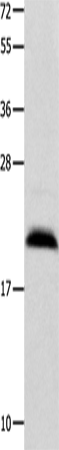 Anti-FGF12 Rabbit Polyclonal Antibody