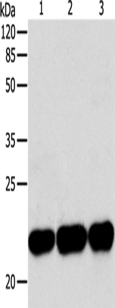 Anti-Bid Rabbit Polyclonal Antibody