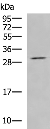 Anti-BTG3 Rabbit Polyclonal Antibody