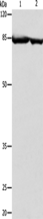 Anti-Calpain 2 Rabbit Polyclonal Antibody