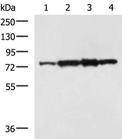 Anti-CAPN6 Rabbit Polyclonal Antibody