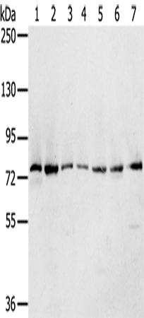 Anti-CAPN7 Rabbit Polyclonal Antibody