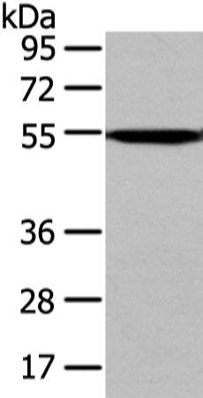 Anti-CAMK1G Rabbit Polyclonal Antibody