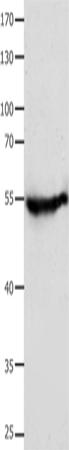 Anti-CAP2 Rabbit Polyclonal Antibody