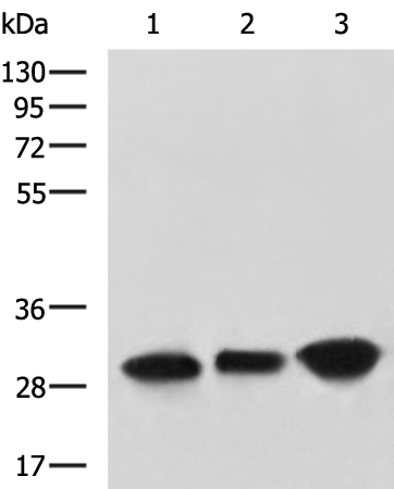 Anti-Carbonic Anhydrase 3 Rabbit Polyclonal Antibody