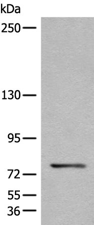 Anti-CTNNAL1 Rabbit Polyclonal Antibody