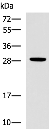 Anti-CTSG Rabbit Polyclonal Antibody