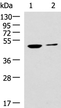 Anti-CDC20 Rabbit Polyclonal Antibody