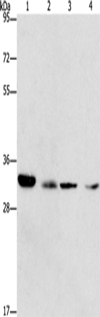 Anti-CDK2 Rabbit Polyclonal Antibody