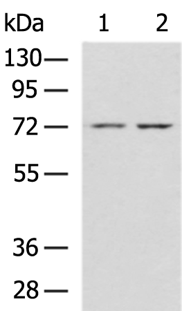 Anti-CD66b Rabbit Polyclonal Antibody