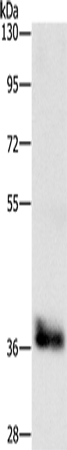 Anti-CEBPE Rabbit Polyclonal Antibody