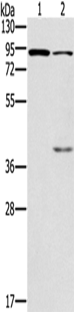 Anti-CNGA3 Rabbit Polyclonal Antibody