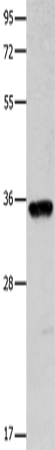 Anti-COX11 Rabbit Polyclonal Antibody