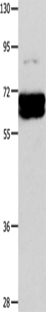 Anti-CRMP1 Rabbit Polyclonal Antibody