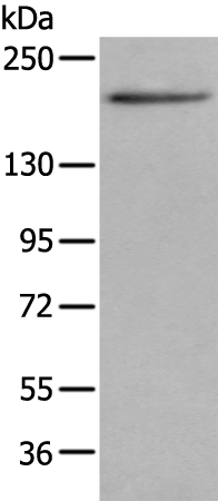 Anti-Cullin 7 Rabbit Polyclonal Antibody