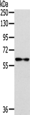 Anti-IL-18 Receptor 1 Rabbit Polyclonal Antibody