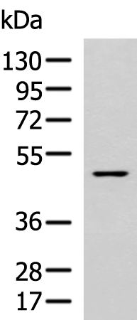 Anti-Cyclin A1 Rabbit Polyclonal Antibody
