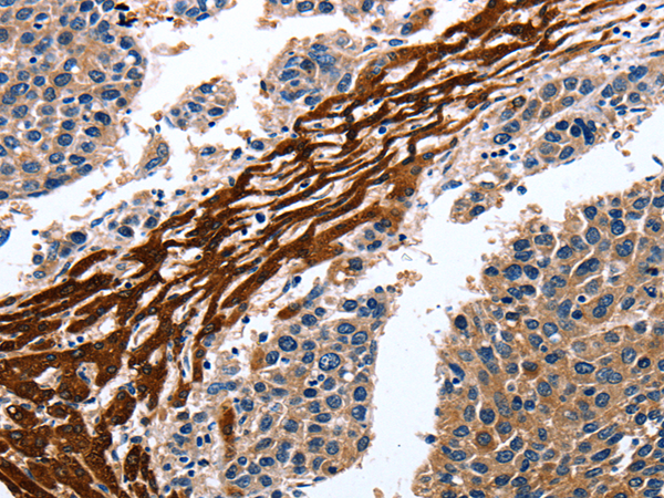 Anti-Cytochrome P450 3A4 Rabbit Polyclonal Antibody