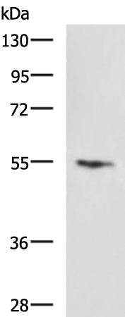 Anti-Cytochrome P450 3A4 Rabbit Polyclonal Antibody