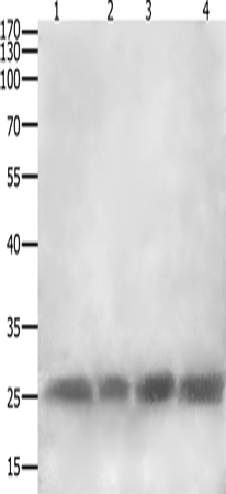 Anti-CLECSF6 Rabbit Polyclonal Antibody