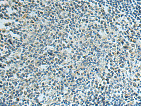 Anti-DAP3 Rabbit Polyclonal Antibody