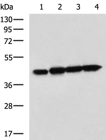Anti-DAP3 Rabbit Polyclonal Antibody
