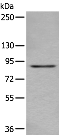 Anti-DTX3L Rabbit Polyclonal Antibody