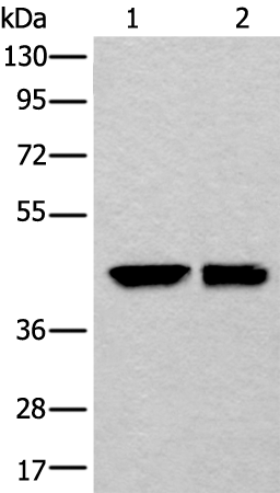 Anti-DLK1 Rabbit Polyclonal Antibody