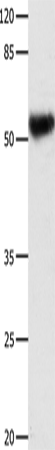 Anti-DOK3 Rabbit Polyclonal Antibody