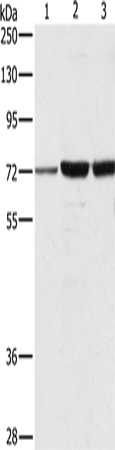 Anti-DOK1 Rabbit Polyclonal Antibody