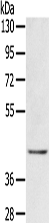 Anti-EGR3 Rabbit Polyclonal Antibody