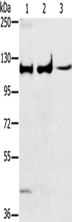 Anti-ERK5 Rabbit Polyclonal Antibody