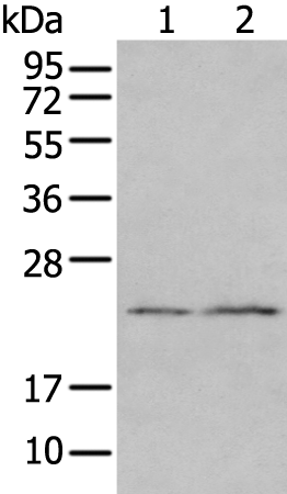 Anti-EDN3 Rabbit Polyclonal Antibody