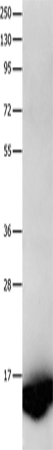Anti-BLBP Rabbit Polyclonal Antibody