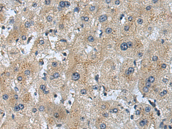 Anti-FOXS1 Rabbit Polyclonal Antibody