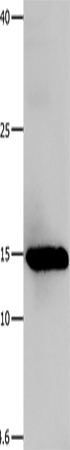 Anti-Galectin 1 Rabbit Polyclonal Antibody