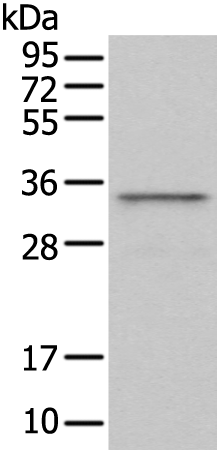 Anti-GAS2 Rabbit Polyclonal Antibody