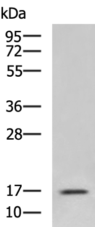 Anti-CSF2 Rabbit Polyclonal Antibody